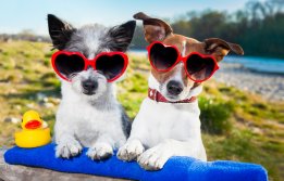 Pet Friendly Apartments in San Antonio Texas