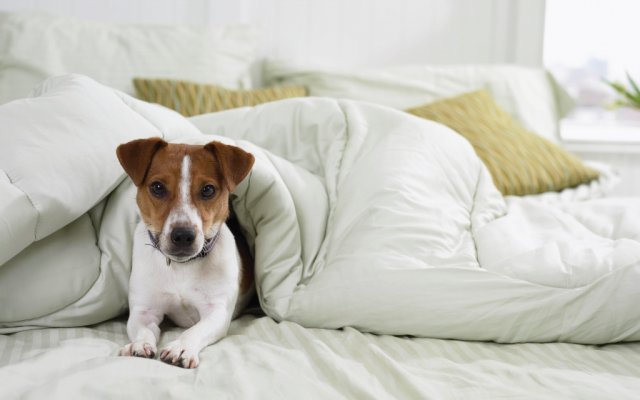 Pet-frinedly Tucson apartments