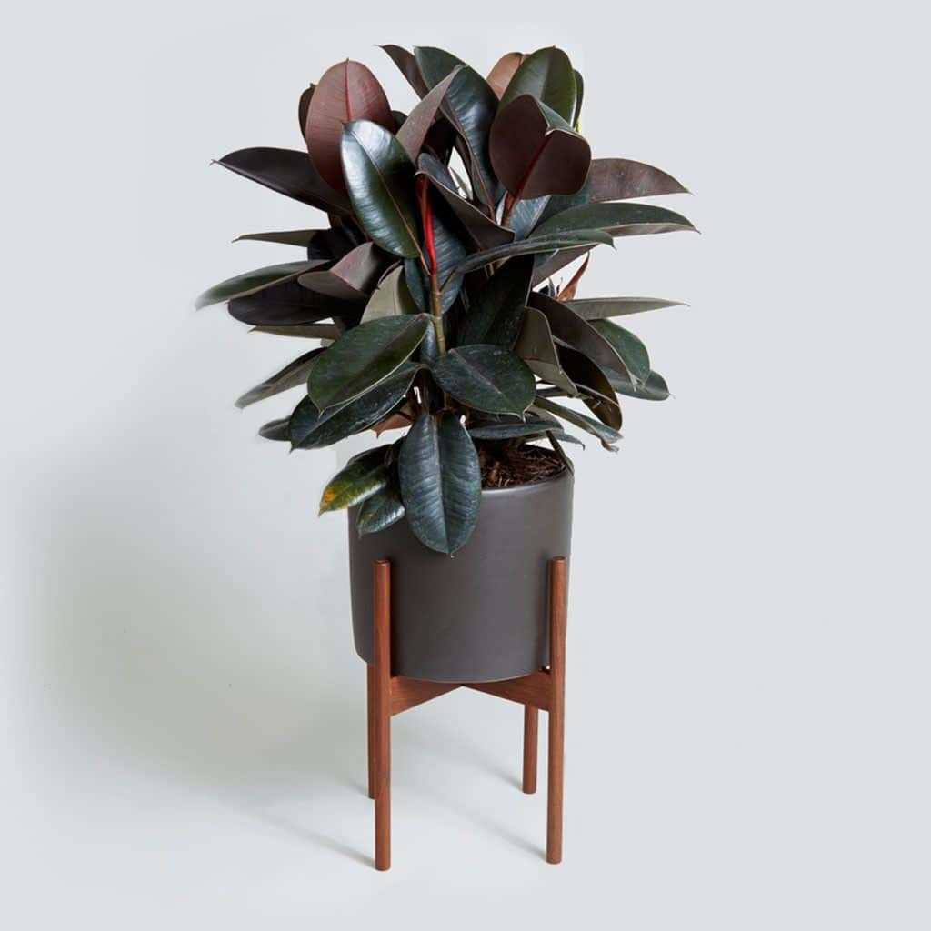 Best Houseplants and Plant Nurseries in Vancouver, WA