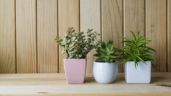Tips For Making An Indoor Garden