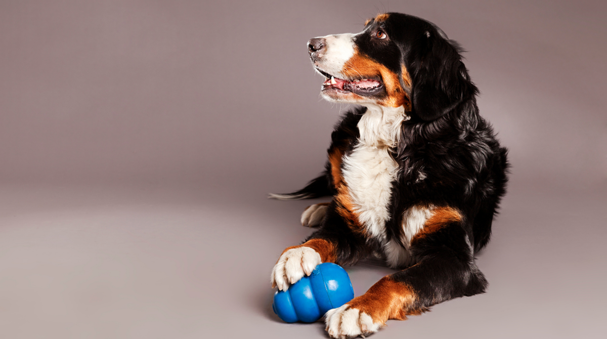 Best Toys and Accessories for Dogs Living in Apartments-image