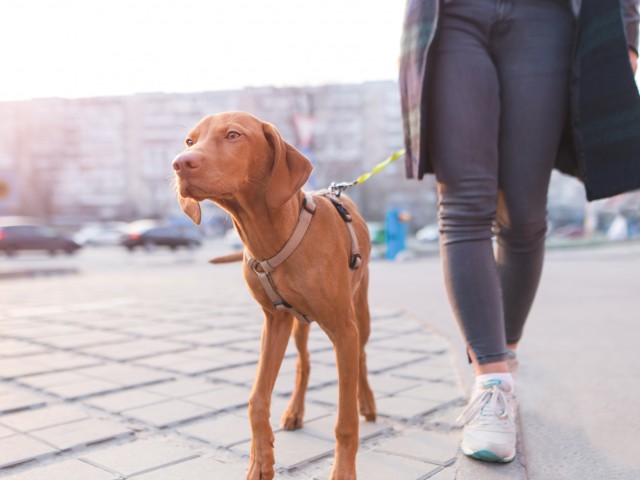 Enjoy Our Wag! Local Dog Walking and Sitting Services, With View of Brown Dog with Leash Being Walked by Woman at Cottonwood Westside Apartments
