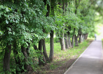 Enjoy this delightful network of paths leading to Hendersonville library, Drakes Creek Park, Warrior Mountain Bike Trail, or the Hendersonville YMCA. This series of scenic routes provides miles of beautiful outdoor scenery to escape the everyday hustle and bustle. at Hendersonville Greenways