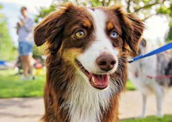 NorthBark Dog Park offers our furry friends over 22 acres to run and play in this off-leash park! Enjoy trails, an expansive lawn area and even pamper your pet with a dog beach. at NorthBark Dog Park