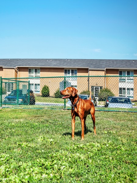Pet-Friendly Apartments | Harrisburg Apartments | Stonebridge Apartments