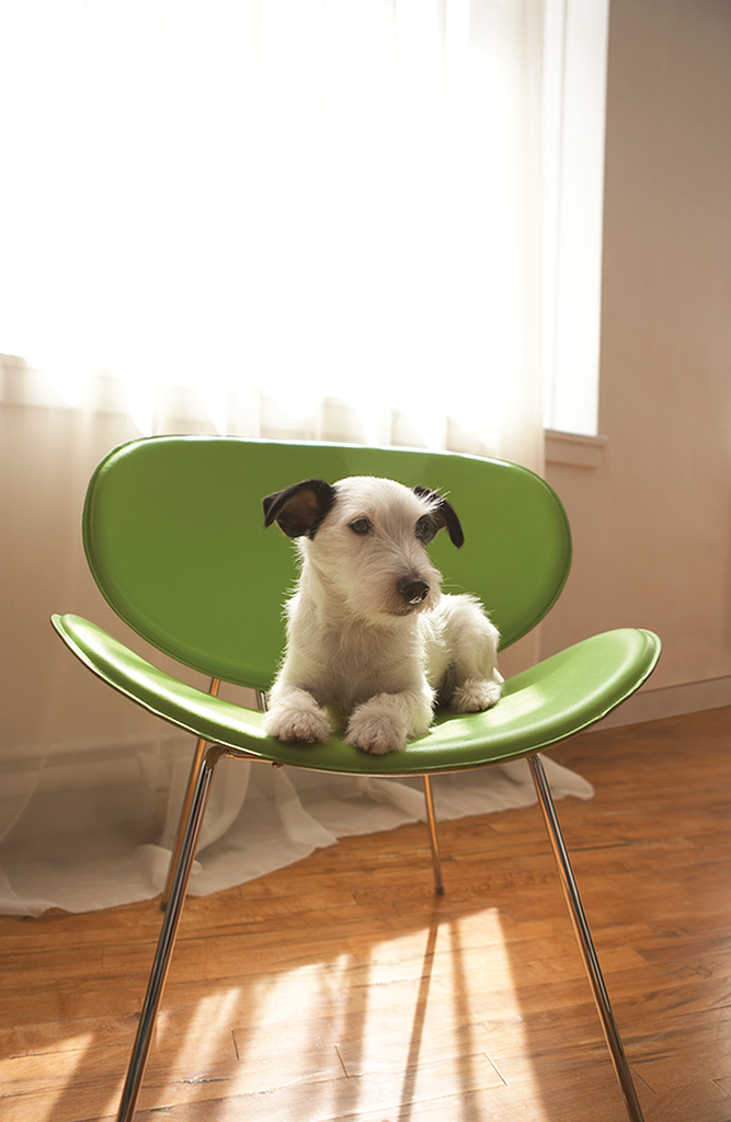 Dog sitting on a chair