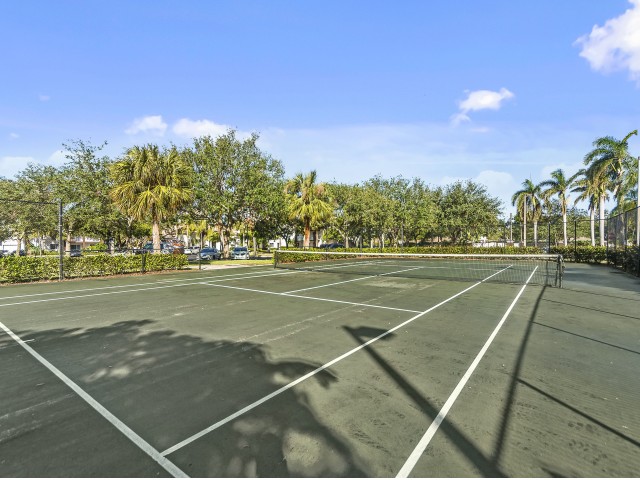 Large community tennis court surrounded in palm trees
