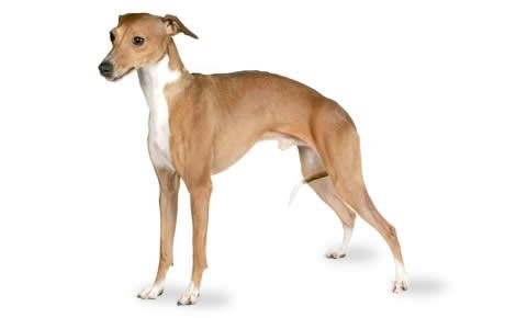 small dog breeds with long legs