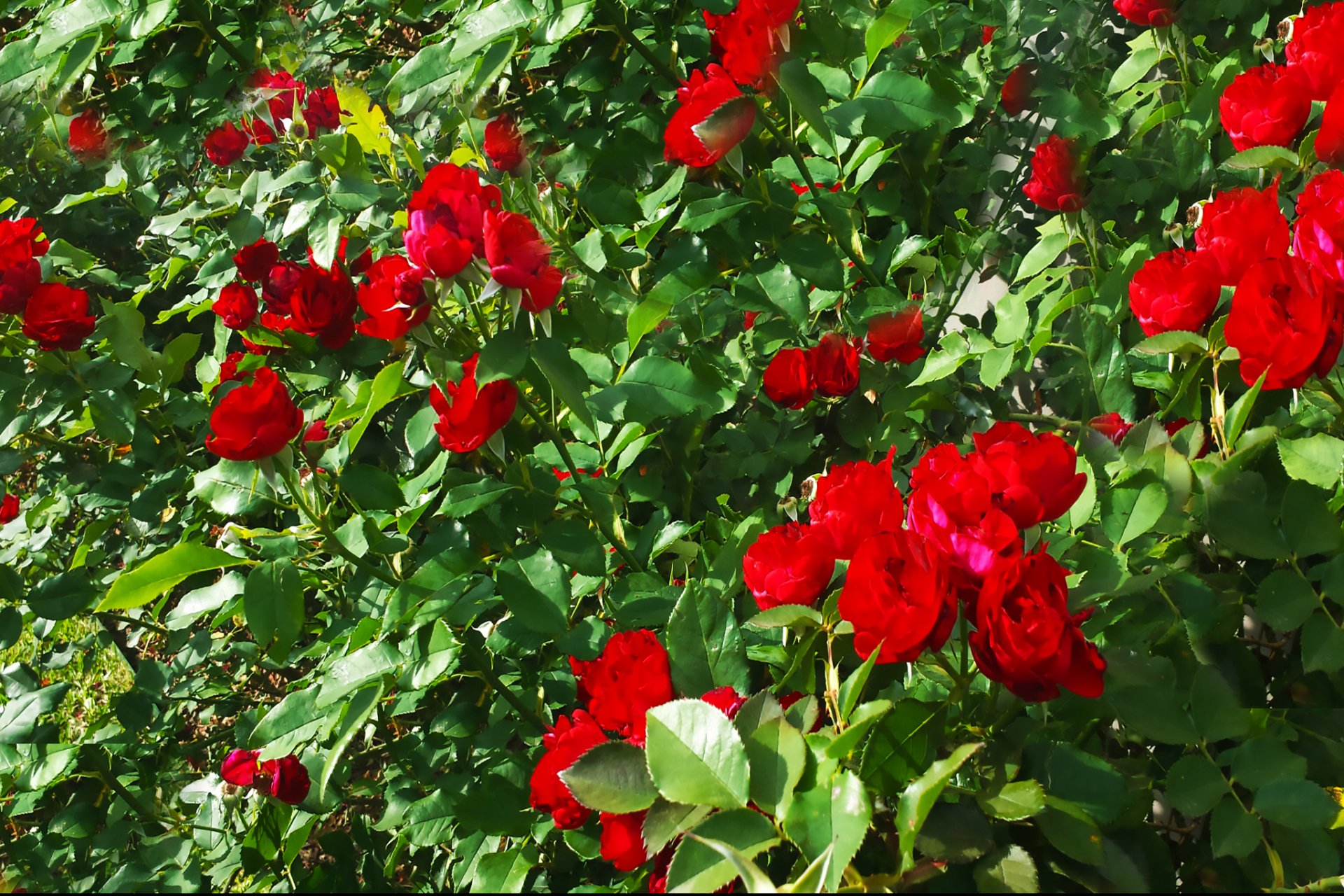 Wellington Estates Apartments San Antonio, TX flowers