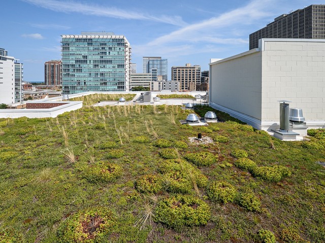 Image of A Green Roof for a Healthy City for Arrive South Loop