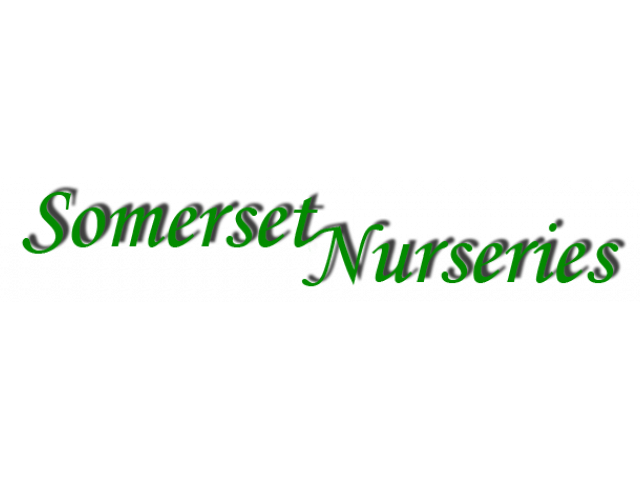 Somerset Nursery Logo